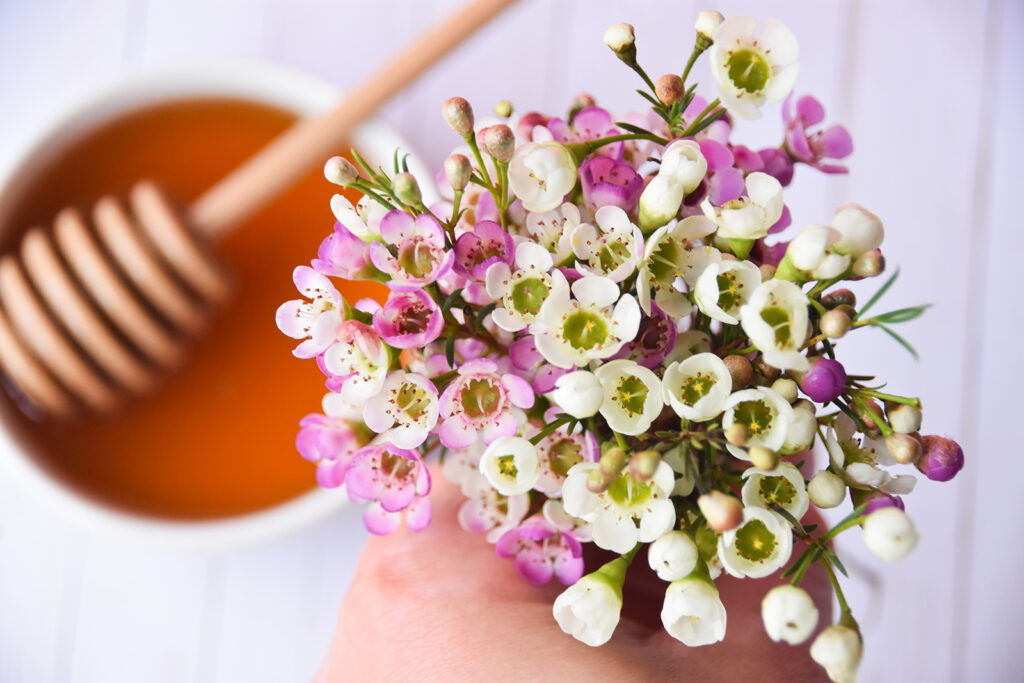 マヌカハニーの花